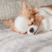 犬が『熟睡』しているときにみせるサイン５選　愛犬の安眠のためにすべき配慮まで