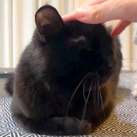黒猫を撫でていたら、横で見ていた犬が…可愛すぎる『真似っ子をする光景』とちょっぴり切ない結末が話題「不器用な感じｗ」「仲良くしたいね」