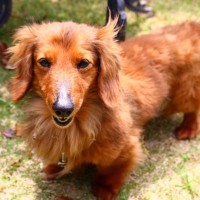 【獣医師執筆】赤み、フケ、激しい痒み…13歳のダックスが皮膚リンパ腫と向き合った769日