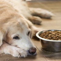 【獣医師執筆】167頭14ヶ月追跡…「犬の手作り食」長期的健康効果を科学的に検証