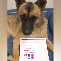 シェパードのような元野犬→試しに『犬種鑑定』をしてみたら…予想を超える『まさかの結果』が27万再生「チワワ…だと…」「贅沢な血統」