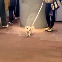 夕方、駅までお迎えに来てくれた犬→気付いた瞬間に…愛情たっぷりの『おかえりなさい』に反響「ニヤニヤしちゃう」「嬉しいが体からあふれてる」