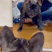 犬が初めて『鏡で自分の姿を見た』結果→思った以上に驚いて…まさかのリアクションが21万再生「吠え方がアバアバｗｗｗ」「可愛すぎるｗ」