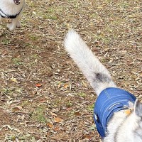 お友達犬を追いかけるシベリアンハスキー→お顔を見てみると…恐怖するレベルの『表情』に2万いいね「勇ましいｗ」「まるで捕食者のソレで草」