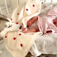 『赤ちゃんが泣いてる…なんとかしなきゃ』号泣する新生児を見たハスキー犬の行動が尊すぎると話題「一生懸命な姿に感動」「素敵なお姉ちゃん」