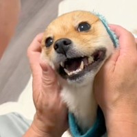 佐川急便が来るので『吠えたら失礼だよ』と犬に伝えていたら…思わず吹き出す『ピンポンが鳴った瞬間』が72万再生「コントｗ」「完璧なフリ」