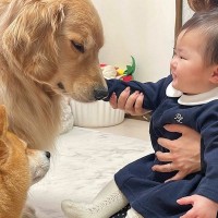 年末直前に風邪を引いてしまった赤ちゃん→病院へ行こうとしたら、犬たちが心配して…尊すぎる光景が38万再生　まるで母のような様子にほっこり