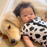 生まれたときから大型犬と過ごした赤ちゃん→優しく見守ってくれて…涙が出るほど愛おしい『家族の日常』が10万再生「優しい顔」「母のよう」