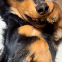 おばあちゃんに撫でてもらう犬→まるで孫のようで…甘えん坊全開な『可愛すぎる光景』が4万再生「上目遣いがキュート」「お手々くわえてるｗ」