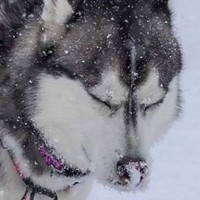 雪景色の中で『全集中』するハスキー犬→微動だにしない『まさかの理由』に1万6000いいね集まる「ウンの呼吸」「雰囲気出てるけどｗ」と爆笑