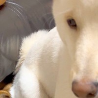 何喰わぬ顔でおすわりをする犬→まさかの『座っている場所』にツッコミ殺到「完全に尻に敷かれてて草」「互いにどういう感情ｗ」と196万表示