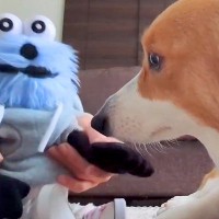 ぬいぐるみをライバル視している犬→ぬいぐるみから『お手』と言われると…可愛すぎる結末が41万表示「不本意そうｗ」「抗えないの可愛い」