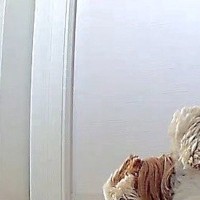 お留守番をする犬→『寂しがっていないかな』と心配でカメラを見た結果…思っていたのと違う光景に反響「行き倒れかな…ｗ」と爆笑の声