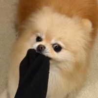 飼い主の靴下を強奪しようとする犬→『こんなに伸びるのか…』シュールすぎる光景に1万いいね「伸び過ぎっすｗｗｗ」「ゴムパッチン芸で草」