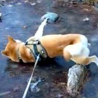 凍った池に向かった犬→『転んでしまう』と思いきや…想定外だった『まさかの光景』が27万表示「柴流のスケートかな？」「楽しそうｗ」と爆笑