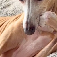 朝、ベッドでくつろぐ犬が『人間すぎる』とSNSで話題に　犬とは思えない『まさかの仕草』が22万再生「悩み事相談したい」「話聞いてほしい」