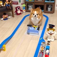 『貨物列車のおもちゃ』で遊ぶ犬→天才すぎる『本物の運転手のような腕前』に驚きと称賛の声「鉄オタ犬ｗｗ」「わたしより賢い」と29万再生