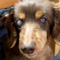 『目が見えないから』と捨てられた老犬→猫たちのいる家にお迎えした結果…涙が止まらない『感動の物語』に反響「分かってるんだ」「優しい」