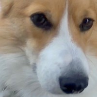 お留守番中の犬をペットカメラで確認→ひとり健気に待ち続けて…「泣ける」「気持ちわかる…」「絶対に幸せ」切なくて愛おしい光景に反響