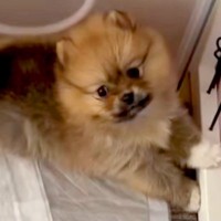 一目惚れした『セーブルカラーの赤ちゃん犬』を飼った結果→想像と違いすぎる『まさかの成長』が8万再生「元の色どこ行ったｗ」「キツネ？」