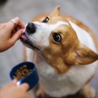 犬に絶対NGな『ご褒美』4選　危険な症状を引き起こす可能性も…代わりに与えるべきものまで