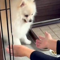 絶対におばあちゃんに抱っこされたくない犬→思った以上に『激しい攻防戦』に爆笑「全くめげないの最高ｗ」「めちゃ逃げてて草」と5万再生