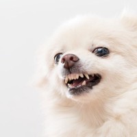 犬がしていたら『危険な鳴き方』５選　苦痛を感じているかどうか見極めるポイントまで