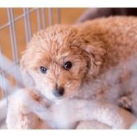 犬の飼い主が絶対やってはいけない『最悪な行為』５選　信頼関係が失われたときに愛犬がみせるサインまで