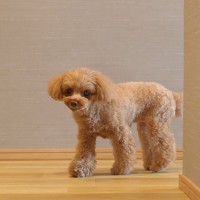 犬が飼い主に『外出しないで』と言っているサイン4つ　どうしても出かけなければならないときの対処法とは？