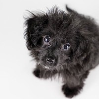 犬が『じっと見つめてくる』心理4選　目が合ったときに飼い主がすべき正しい対応まで