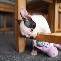 愛犬が『家具をかじってしまう』5つのワケ　噛み癖が酷くなる原因や対処法までご紹介