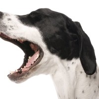 犬が『キャン』と鳴く理由5つ　突然悲鳴のような鳴き声をあげる心理や注意点まで