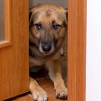 犬が『お風呂を覗いてくる』心理５選　主な理由や飼い主がすべき適切な対応まで