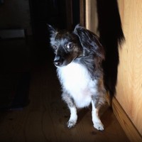 犬が不安になってしまう『飼い主の行動』５選　愛犬に精神的負荷がかかるタブー行為や改善策まで