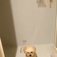 家の中で犬が行方不明に…探しまわった結果→予想の遥か上を行く『迷子になっていた理由』が62万再生「犬生1周目で草」「赤ちゃんすぎるｗ」