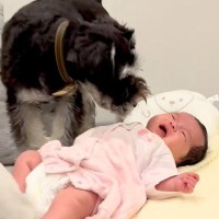 赤ちゃんが生まれ、犬が『お兄ちゃん』になった結果→あまりにも尊い『愛おしすぎる成長記録』に反響「サイズ感が可愛すぎる」の声も