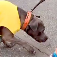 『世界一凶暴』と言われる犬種と『小さな男の子』が一緒に暮らした結果…『想像と真逆すぎる光景』に反響「子供ファースト」「子守犬」と絶賛