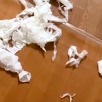 おしっこを失敗しちゃった犬→片付けようと一瞬離れた結果…まさかの『全く反省していない様子』が152万再生「無双モード入ってるｗ」と爆笑