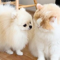 『体調を崩した猫』が毛づくろいをしていたら、心配した犬がそばにきて…愛にあふれた『まさかの行動』に感動「健気すぎて泣ける」「素晴らしい」