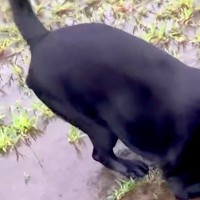 50分の散歩をしたあと『水たまり』を発見した大型犬…思わず同情する『まさかの行動』に反響「やってくれましたねｗ」「問題児っぷりが魅力」