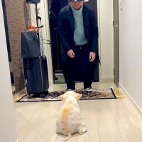 体が上手く動かず、目が見えない老犬と『1年ぶりの再会』を果たした結果…涙が止まらない『気付いた瞬間の行動』が64万再生「嬉しいの伝わる」