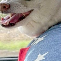 『お前のところの犬、もののけ姫に出てるやん』といつも言われるワンコ→そのまんま過ぎる『衝撃の表情』に8万いいね「セリフ聞こえる」「最高」