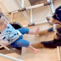 ブランコに乗る女の子→超大型犬が近くで見守って…頼もしすぎる『ベビーシッターのような光景』が148万再生「優しい」「最強ボディーガード」