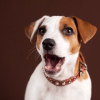 犬をびっくりさせる『飼い主のNG行為』5つ　驚かせることによる心身への悪影響とは？