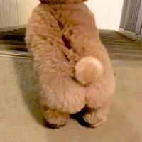 仕事から帰宅したパパを出迎える犬→喜び過ぎてしまい…疲れ吹き飛ぶ『愛おしい行動』が76万再生「愛が止まらないｗ」「高速コロッケ」と反響