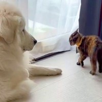 元野良猫が家にやってきた結果→先輩の『超大型犬』に喧嘩を売って…力の差がありすぎる『攻防戦』が面白かわいいと49万再生「ワンコの貫禄ｗ」