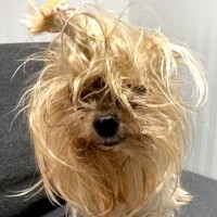 元飼い主に『いらない』と捨てられた11歳の老犬→名前を呼んだら…『あまりにも健気な反応』に号泣「もう大丈夫だよ」「涙が止まらない」