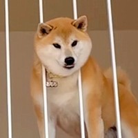柵に頭がハマってしまった犬→無理矢理抜こうとした結果…別犬のようになった『まさかの顔』が25万再生「好きすぎる」「焦ったねｗ」と反響