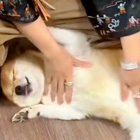 久しぶりに『実家の犬』と再会したら→とんでもなく尊い『いらっしゃいのご挨拶』が37万再生「意味わからんくらい可愛い」「離れたくなくなる」