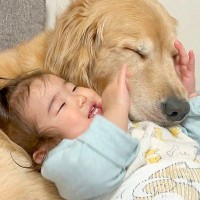 大型犬のことが大好きで仕方ない1歳の女の子→抑えられない気持ちを伝える光景が『尊すぎる』と24万再生「なんか感動した」「微笑ましすぎ」